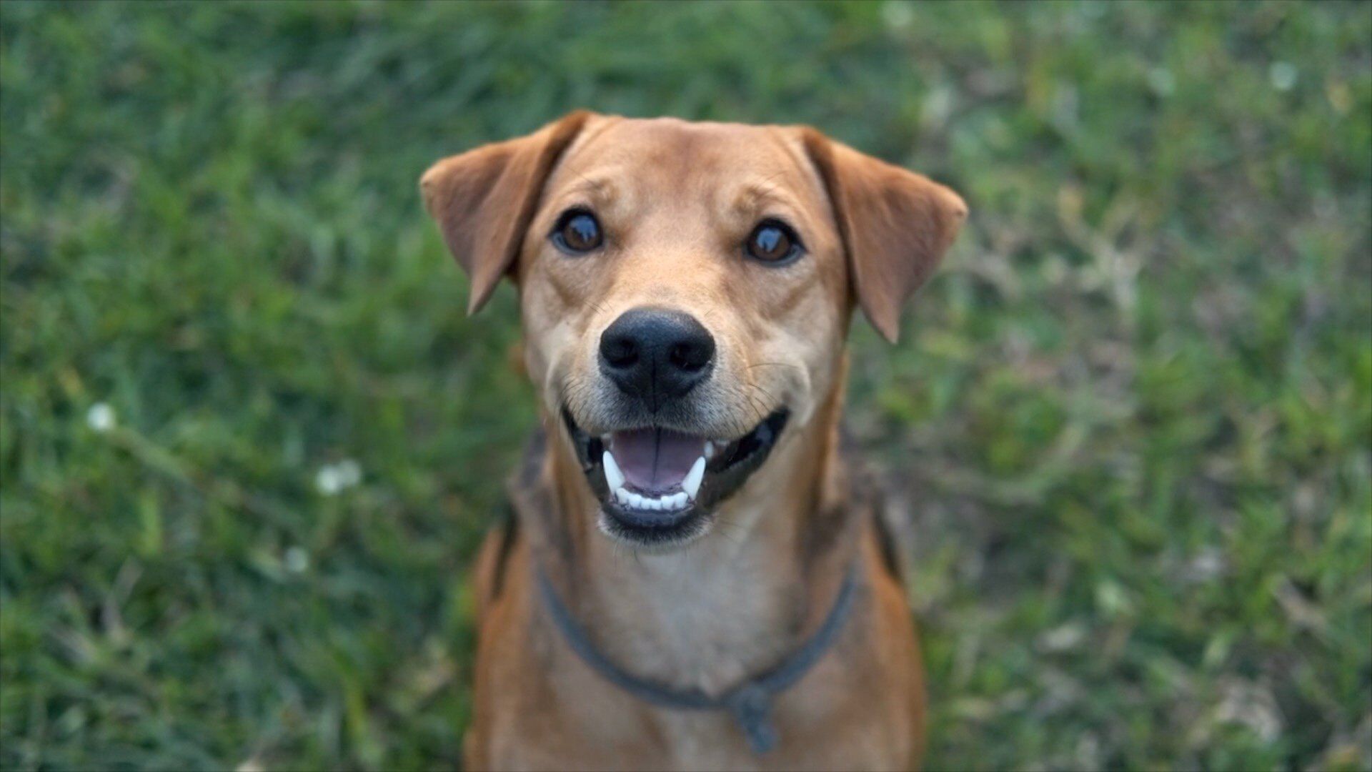 Protect Your Pet From Heatstroke With These Simple Tips